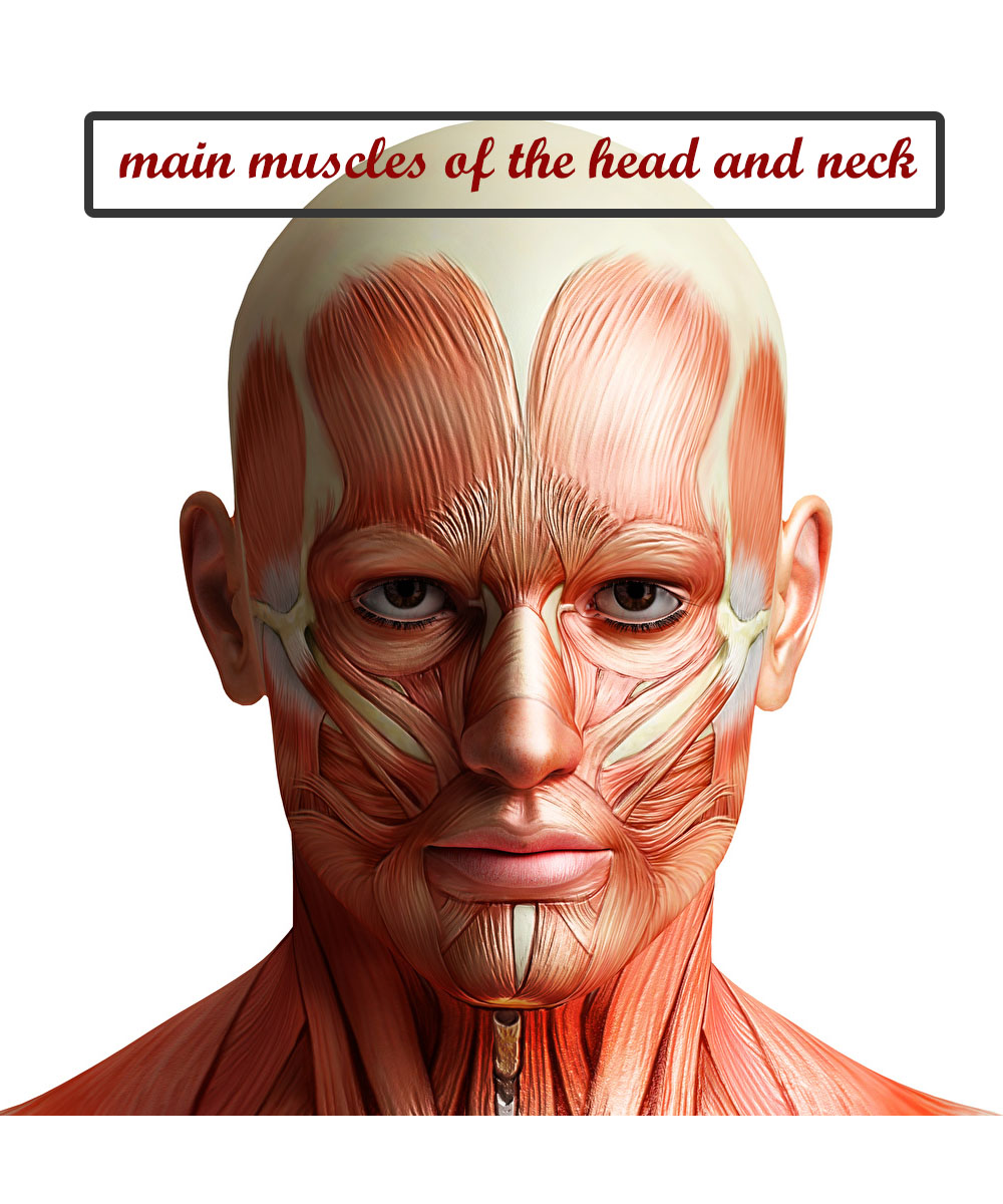 Main Muscles of the Head and Neck